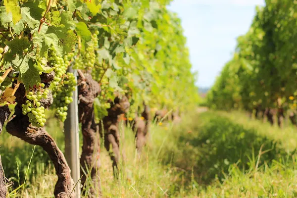 Vignobles Bardet, attractions à Vignonet — Cabinet
