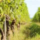 Vignobles Bardet