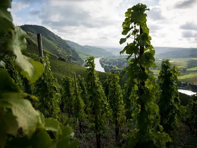 Vins du Monde — Importateur à Tresses