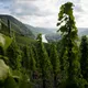 Vins du Monde